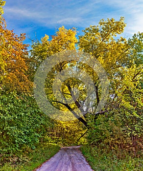 rural landscape with a path in the autumn forest