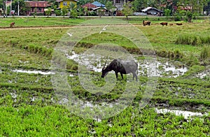 a rural landscape in Philippines.