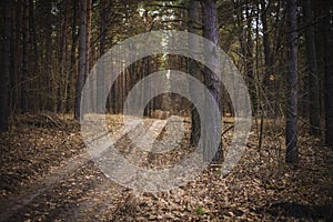 Rural landscape with pine forest crossed by dirt track