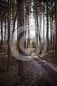 Rural landscape with pine forest crossed by dirt track