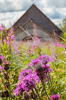 Rural landscape, purple thistle flowers