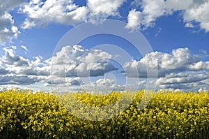 Rural landscape with rapeseed and cumulus clouds photo