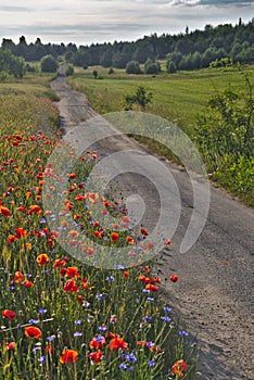 Rural landscape with red poppies and road