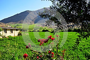 Rural landscape with red roses and green field in Linares, Chile