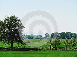 Rural landscape of Rhineland-Palatine with grassland and trees