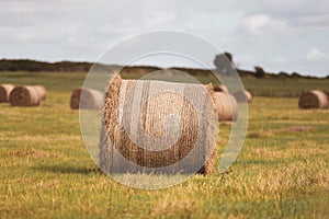 Rural landscape with rolls of hay bale spread across the field