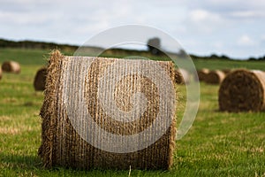 Rural landscape with rolls of hay bale spread across the field