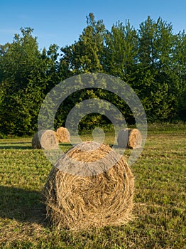 Rural landscape with rolls of hay, meadow and roll bales during summer morning
