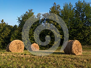 Rural landscape with rolls of hay, meadow and roll bales during summer morning