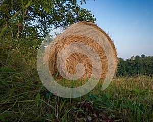 Rural landscape with rolls of hay, meadow and roll bales during summer morning