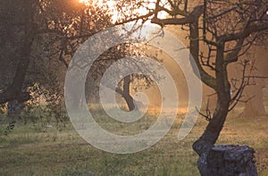 Rural landscape. Row of olive trees at sunrise in Apulia, Italy: ray of sunshine among branches.