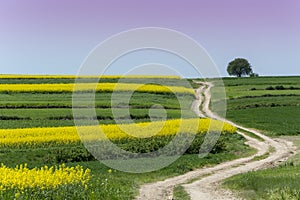 Rural landscape in Roztocze, Poland