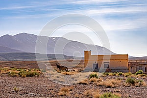 Rural Landscape Scene with a Home and Donkey in Midelt Morocco