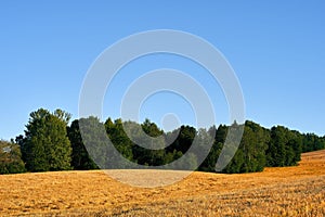 Rural landscape with short lush trees and fresh wheat in Toten, Norway on a bright summer morning