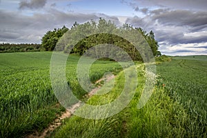 Rural landscape showing a group of trees on a fieldd of green fr