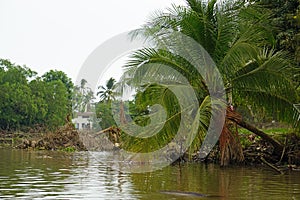 rural landscape at song hau river in vietnam