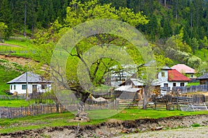 Rural landscape at spring north of lake Bicaz inNeamt County, West Moldova Romania.