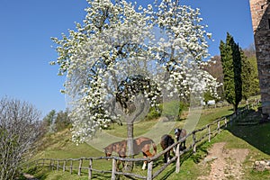 Rural landscape on spring at Torello near Carona in Switzerland