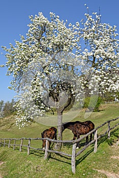 Rural landscape on spring at Torello near Carona in Switzerland