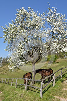 Rural landscape on spring at Torello near Carona in Switzerland photo