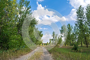 Rural landscape. Straight country road runs through a sparse grove. Clear blue sky with clouds in the background