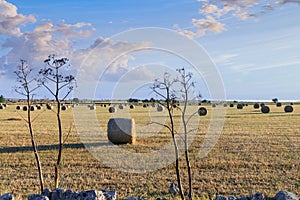 Rural landscape: straw bale in harvested corn fields in Apulia region, Italy.