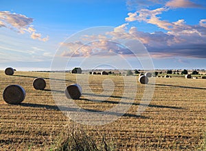 Rural landscape: straw bale in harvested corn fields in Apulia region, Italy.