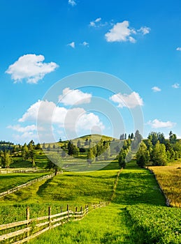 Rural landscape in summer