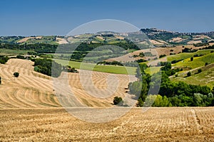 Summer landscape near Monterubbiano Fermo, Marches photo