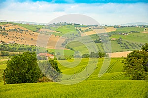 Rural Landscape at summer fields in Italian province of Ancona in Italy