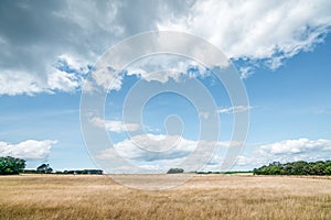 Rural landscape in the summer with a golden field