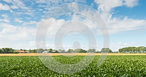 Rural landscape in summertime