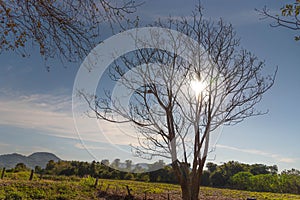 Rural landscape and sun covered by a Melia Azedarach tree