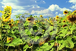 Rural landscape. Sunflower field on a sunny summer day. Helianthus annuus, the common sunflower