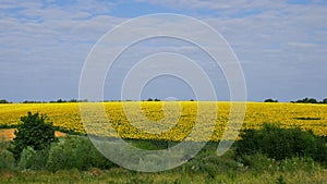 Rural Landscape with Sunfower Field in Ukraine