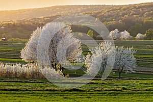 Rural landscape at sunrise