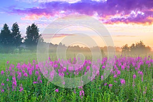 Rural landscape with sunrise and blossoming meadow