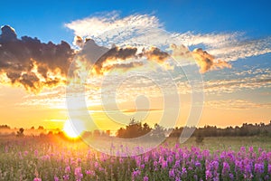 Rural landscape with sunrise and blossoming meadow