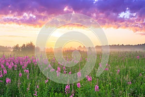 Rural landscape with sunrise and blossoming meadow