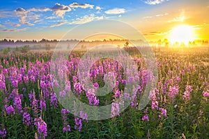 Rural landscape with the sunrise and blossoming meadow