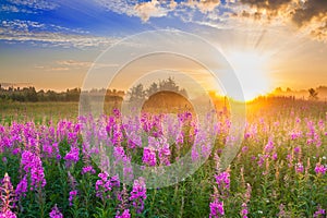 Rural landscape with sunrise and blossoming meadow