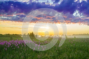 Rural landscape with the sunrise, a blossoming meadow and fog