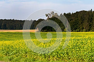 Rural landscape in swabian alb with mustard field