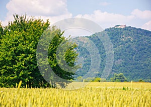 rural landscape with tree in the field