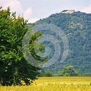 rural landscape with tree in the field