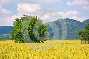 Rural landscape with tree in the field