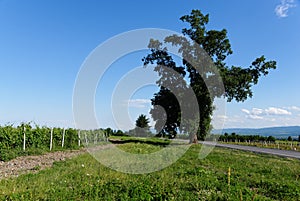 Rural landscape with tree in the vineyard in Kakheti, Georgia