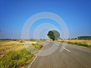 Rural landscape with trees and country road in India. Photo was taken on a beautiful sunny day with and clear blue sky