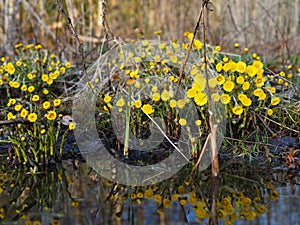 Rural landscape. Tussilago flowers and their reflection in the water