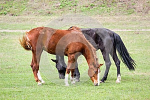 Rural landscape - two grazing horses, annoyed by insects